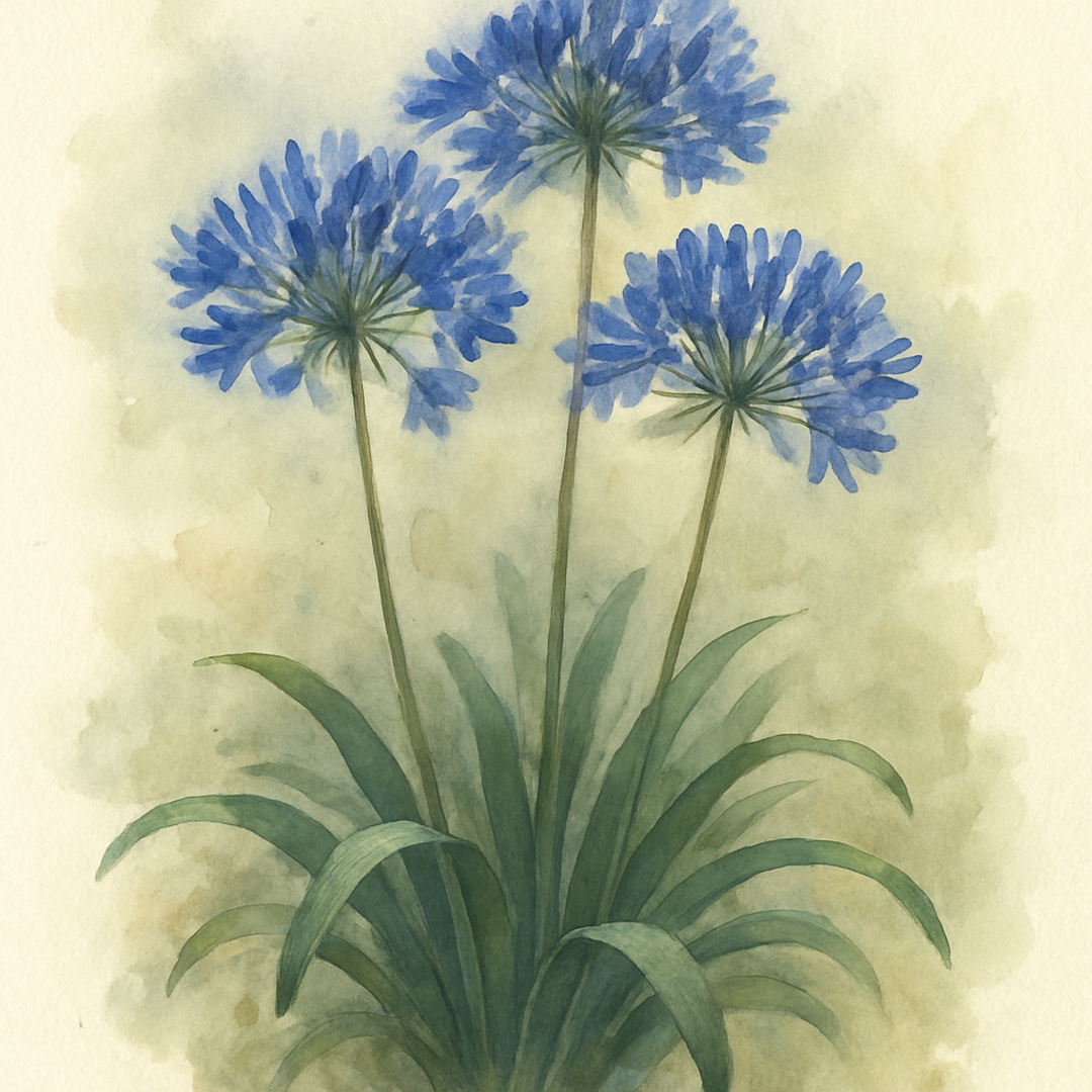 Agapanthus africanus ‘Blue’