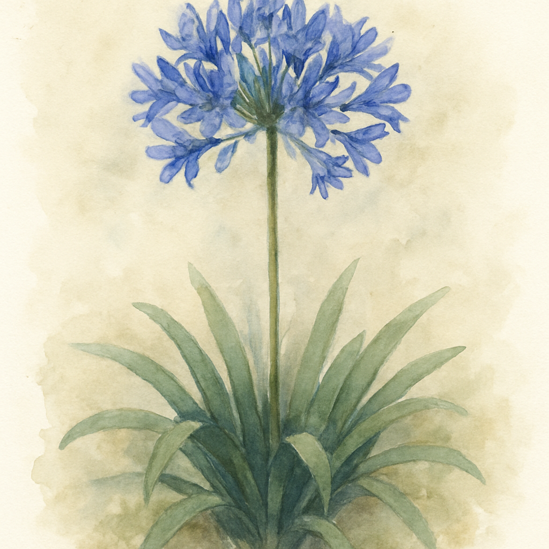 Agapanthus africanus