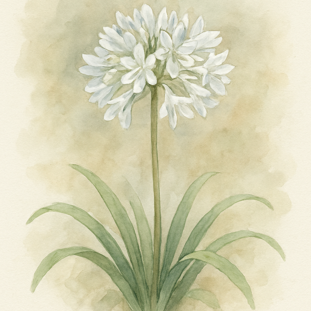 Agapanthus Arctic Star