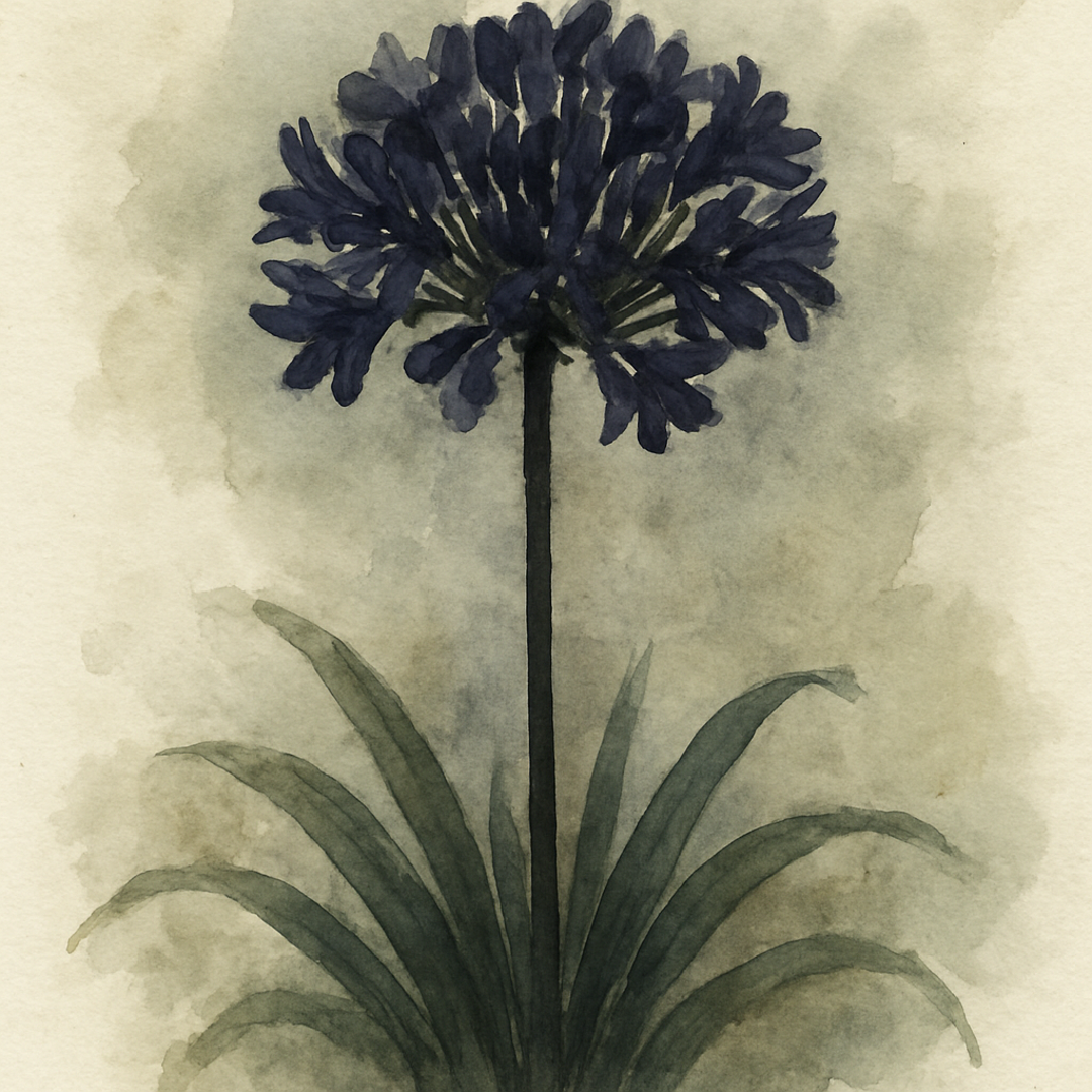 Agapanthus 'Black Arrow'