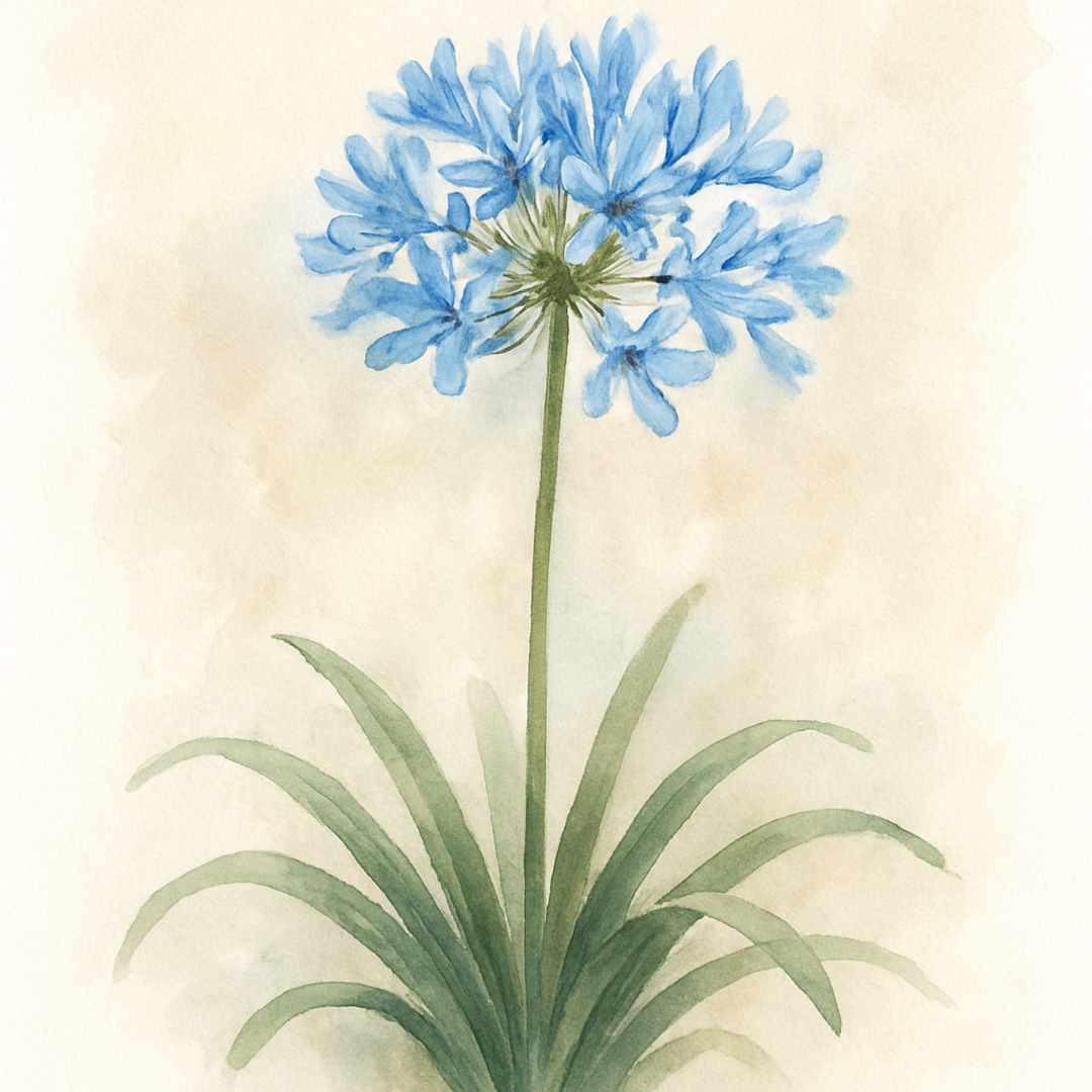 Agapanthus 'Blue'
