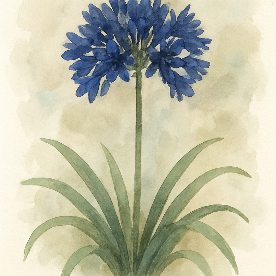 Blue African Lily