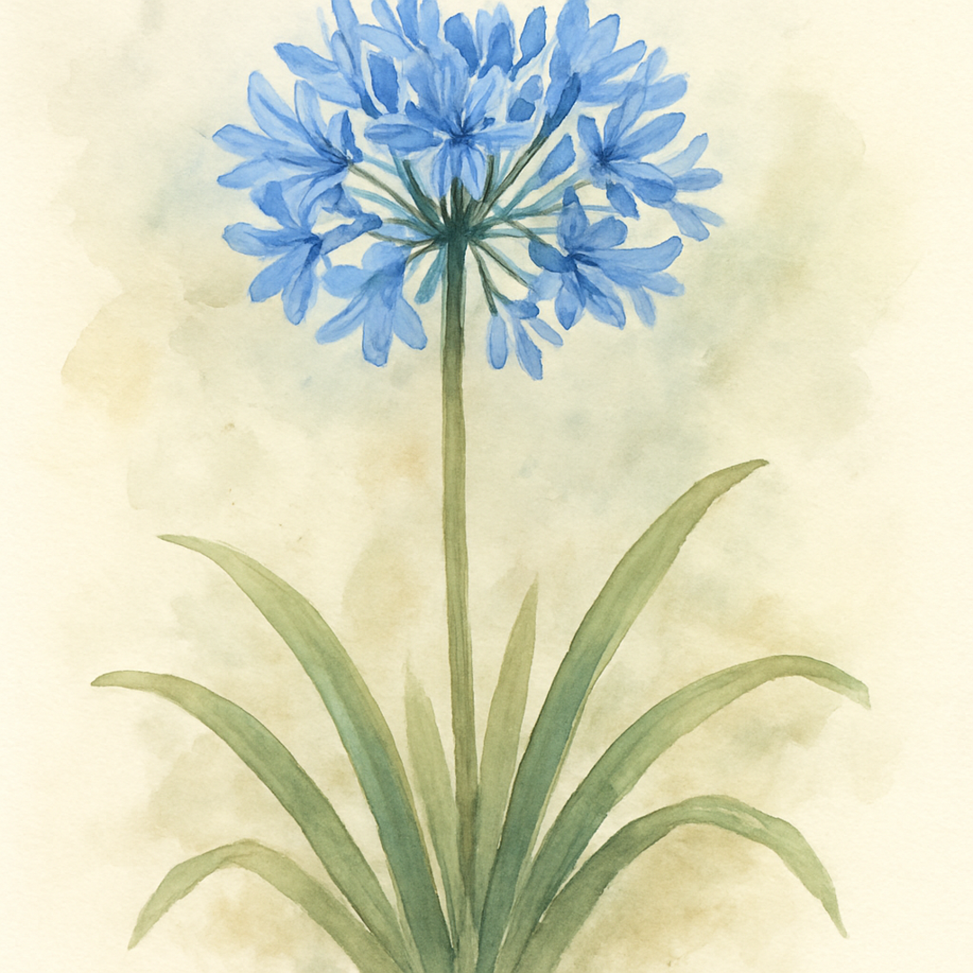 Agapanthus Donau