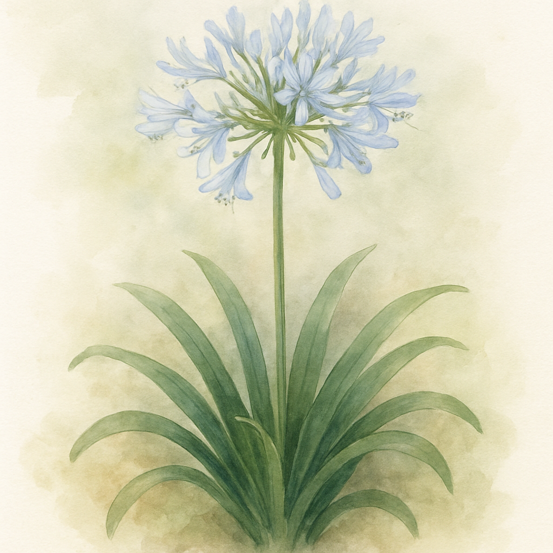 Agapanthus 'Ever Sparkle'