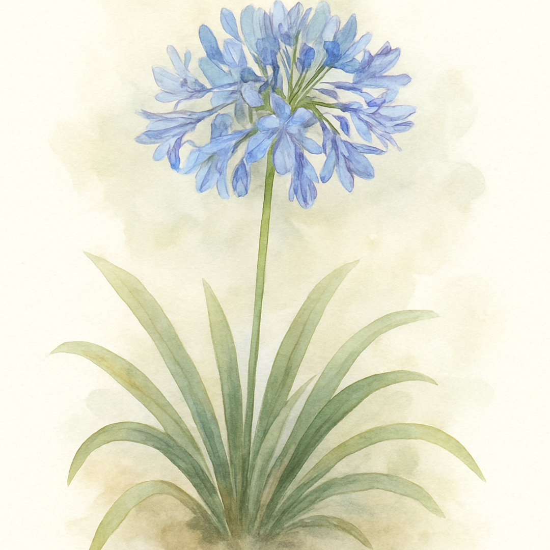 Agapanthus Headbourne Hybrids
