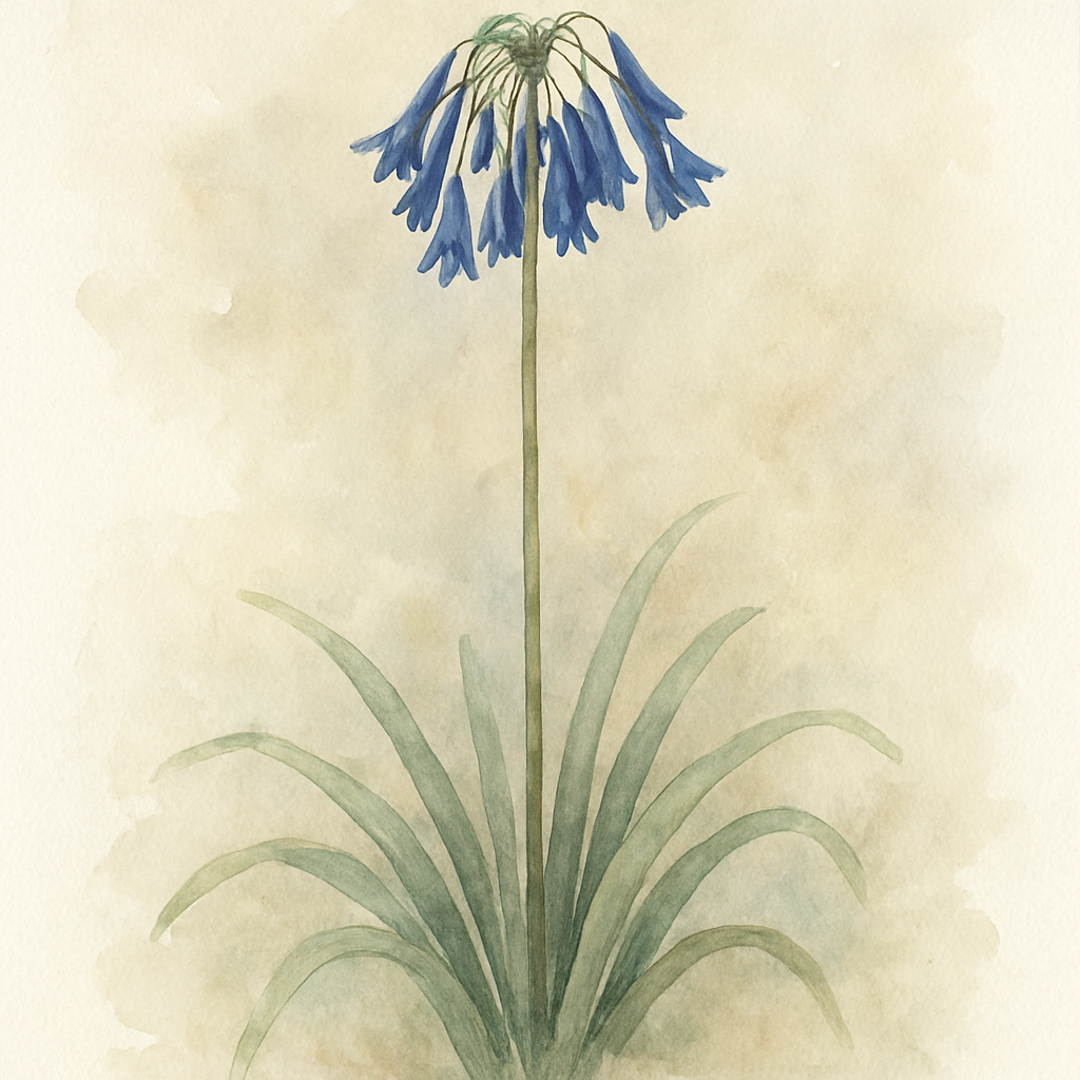 Agapanthus inapertus