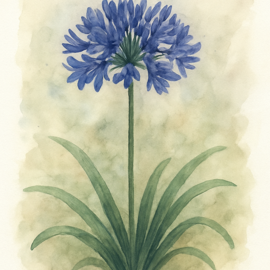 Agapanthus Indigo Dreams