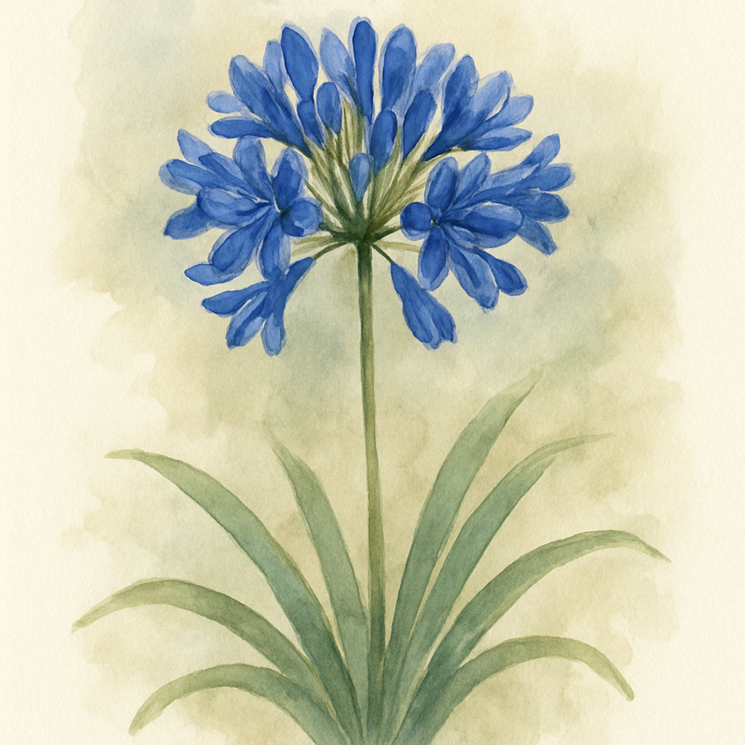Agapanthus