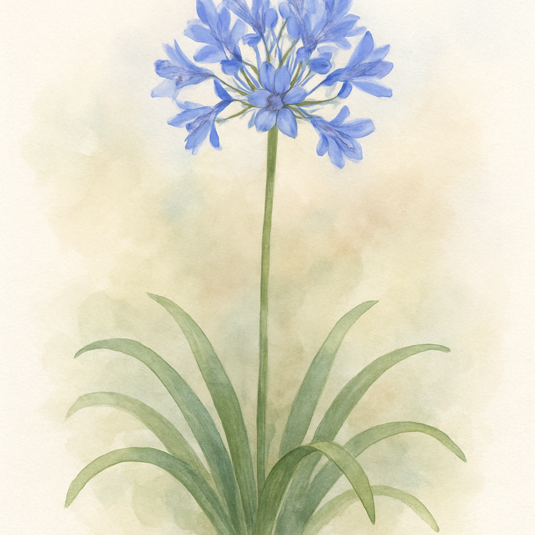 Agapanthus 'Rising Star'