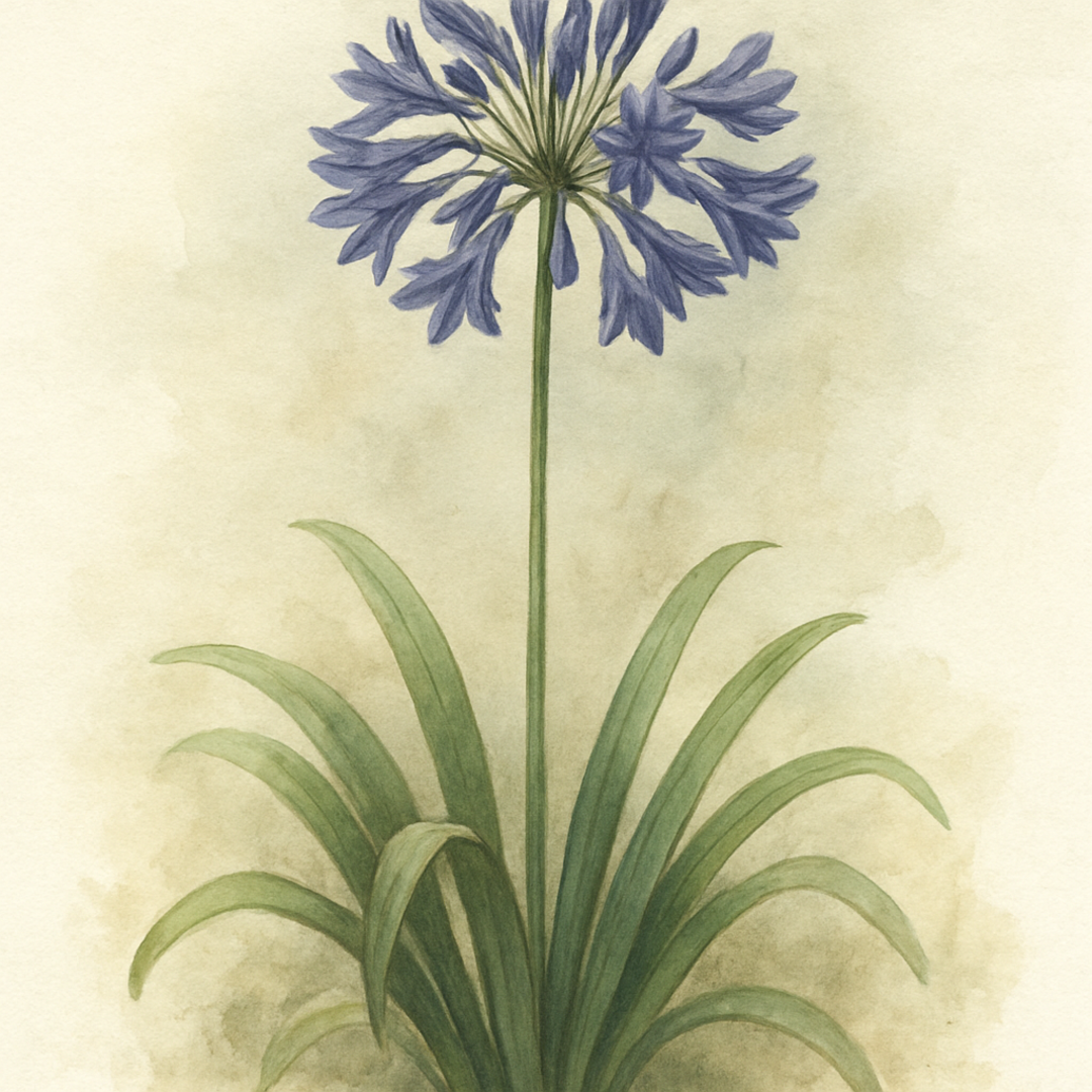 Agapanthus 'Sea Storm'
