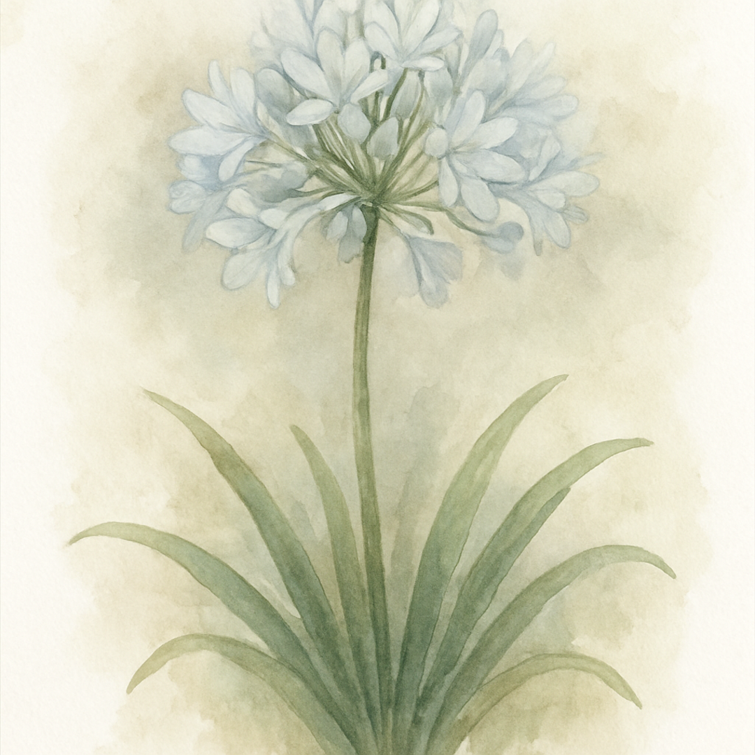 Agapanthus Silver Baby