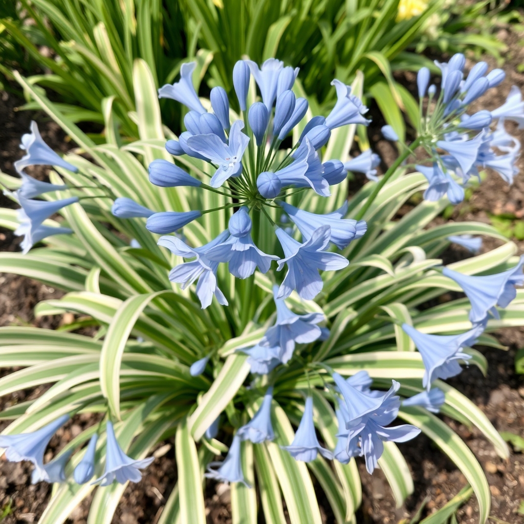 Moon Bare Roots Uk African Lily