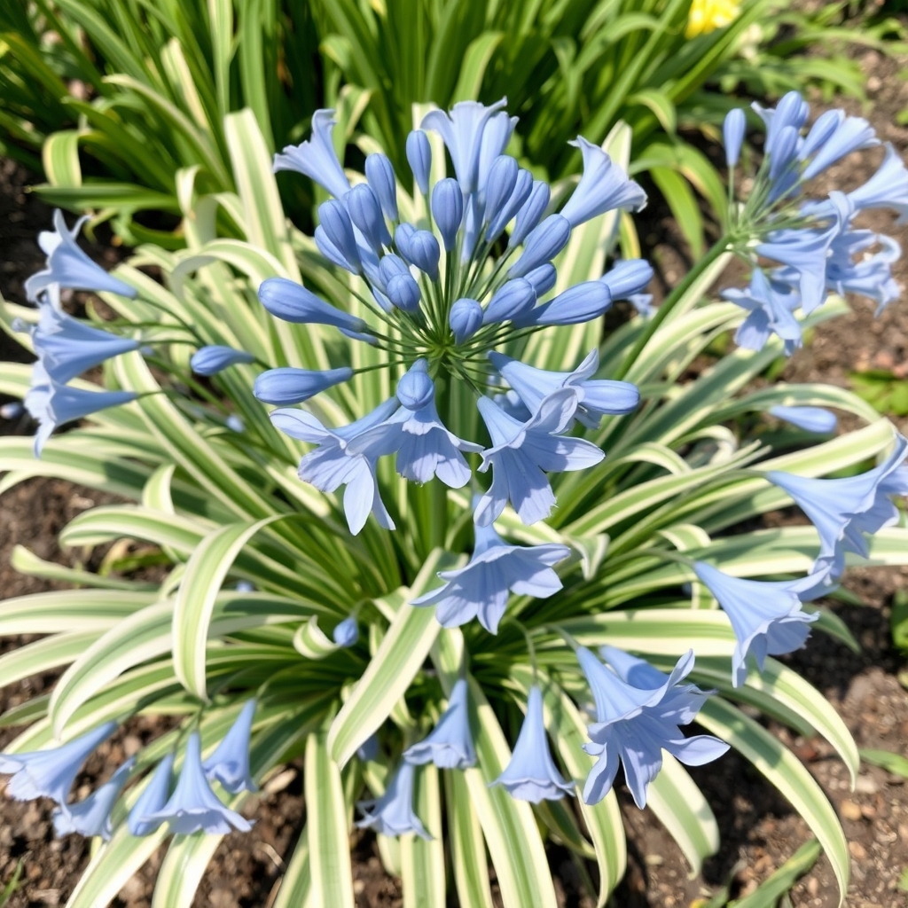 Agapanthus Silver Moon