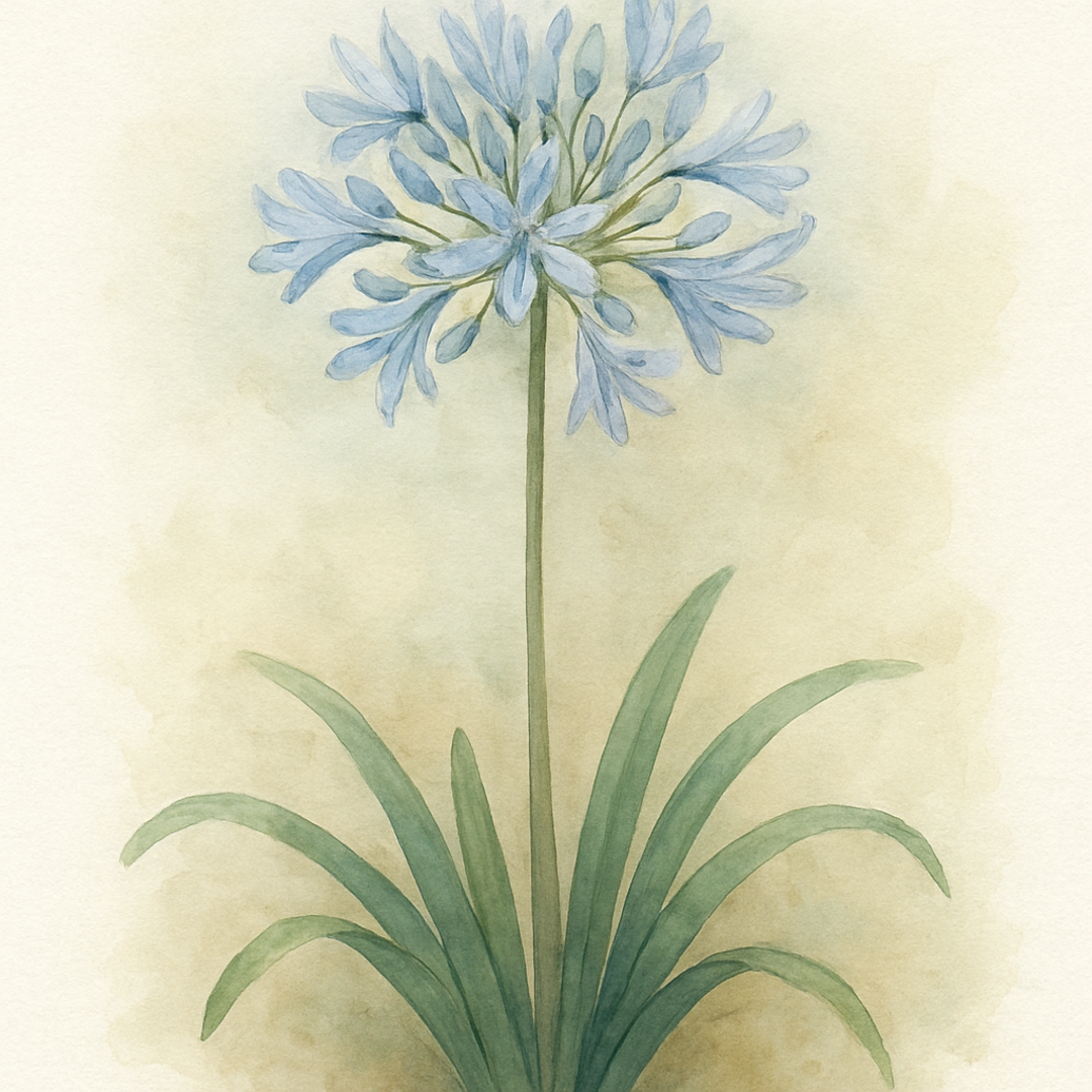 Agapanthus Silver Sky