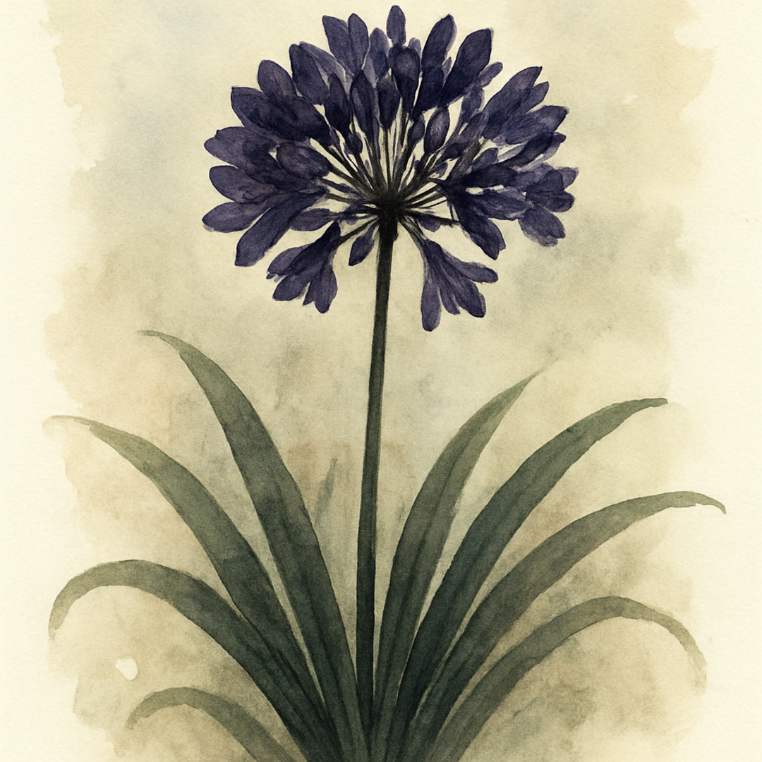 Agapanthus 'Starry Night'