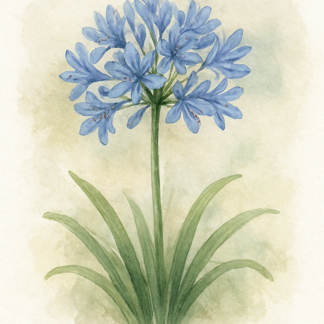 Agapanthus Streamline