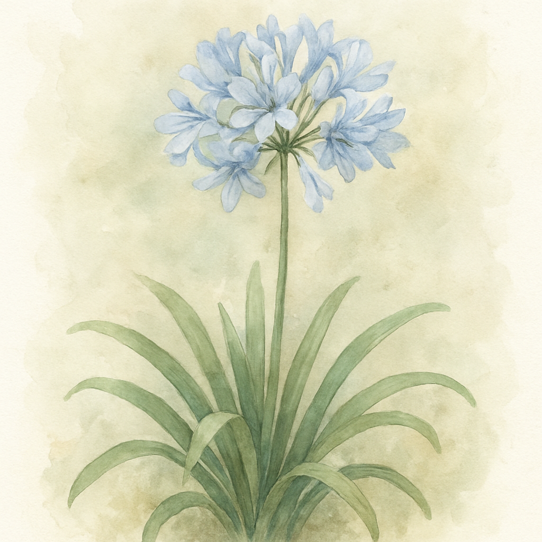 Agapanthus Susan clumps