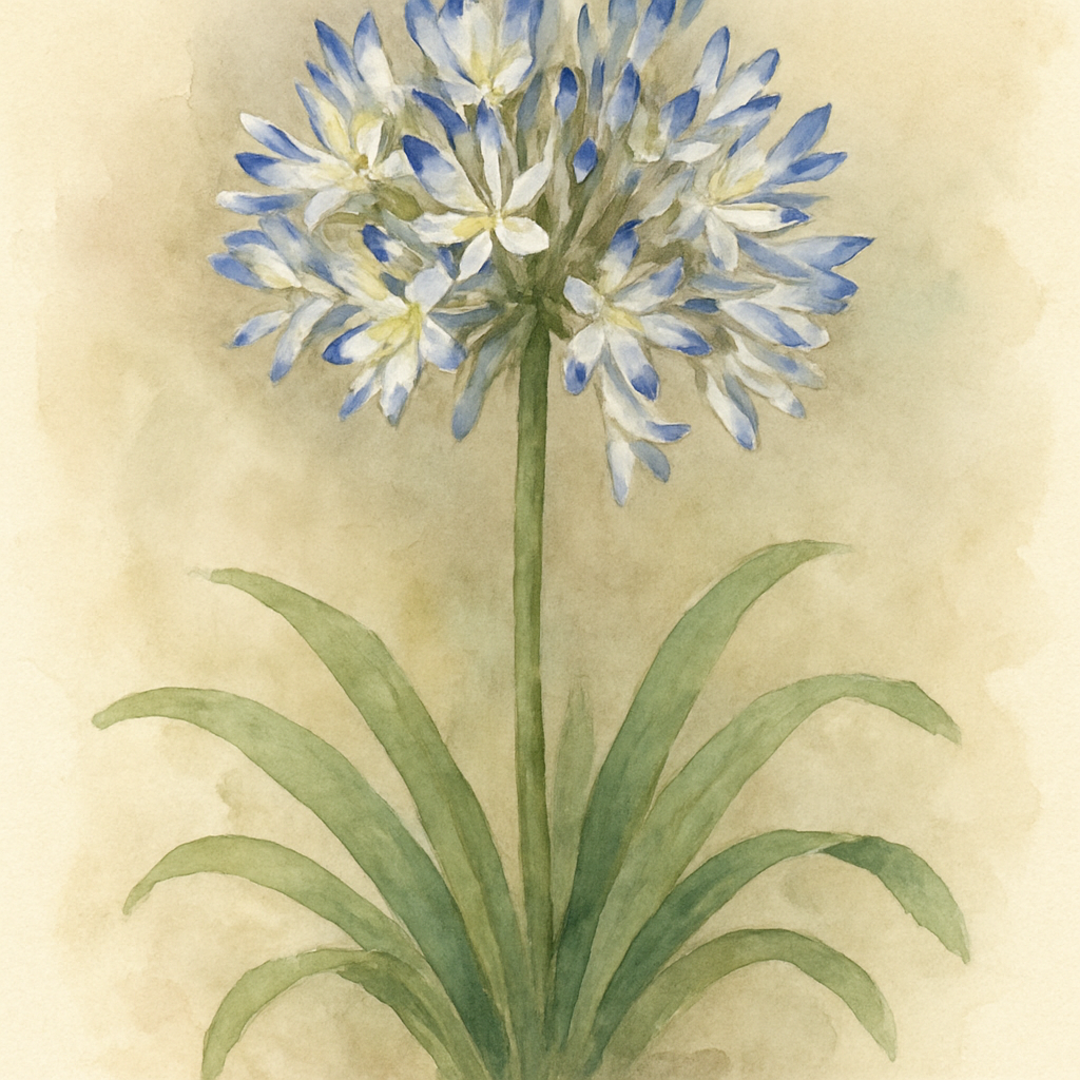 Agapanthus Twister