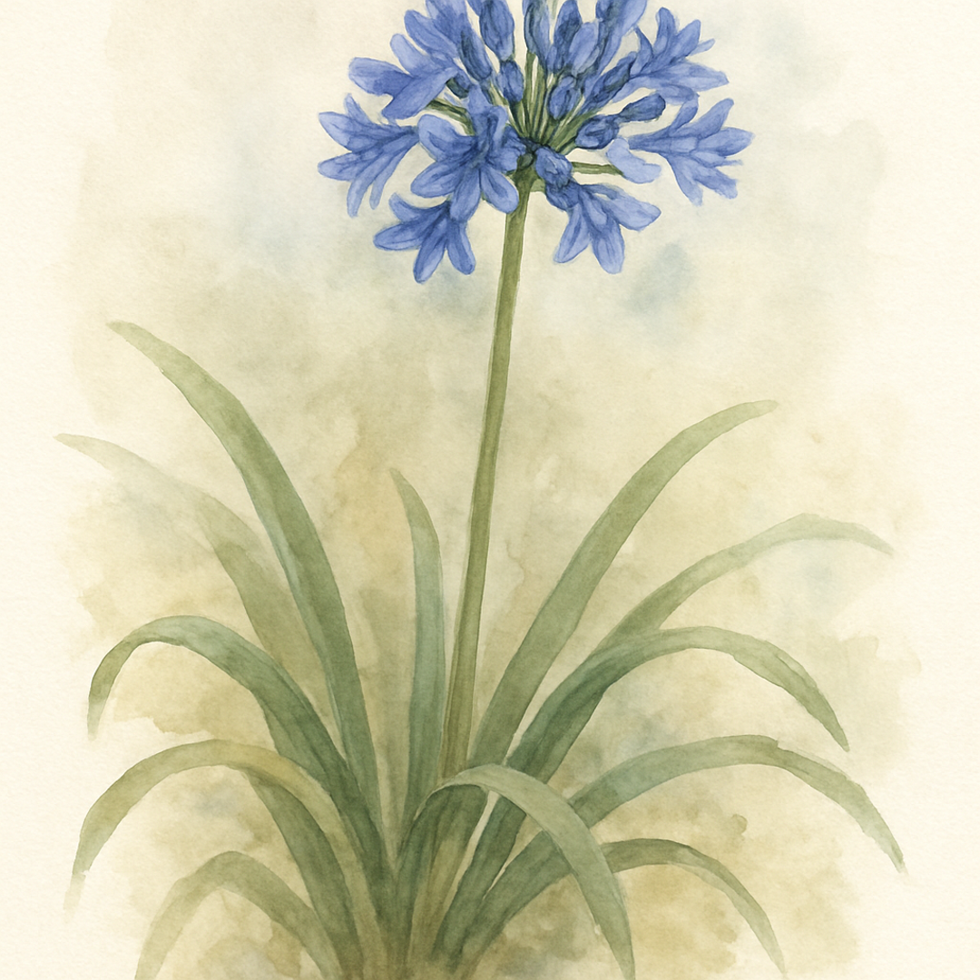 African Lily