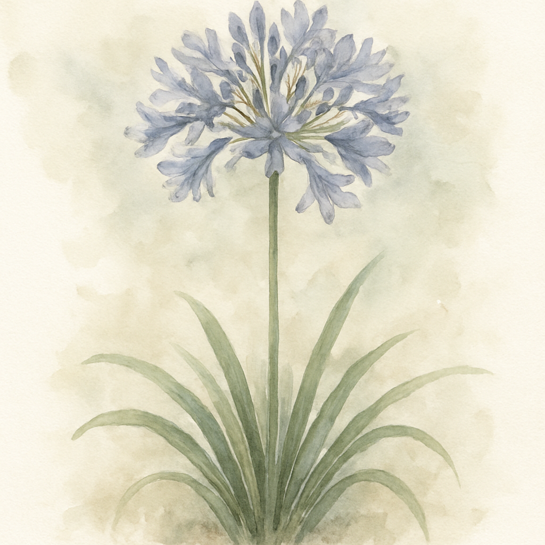 Agapanthus Windsor Gray