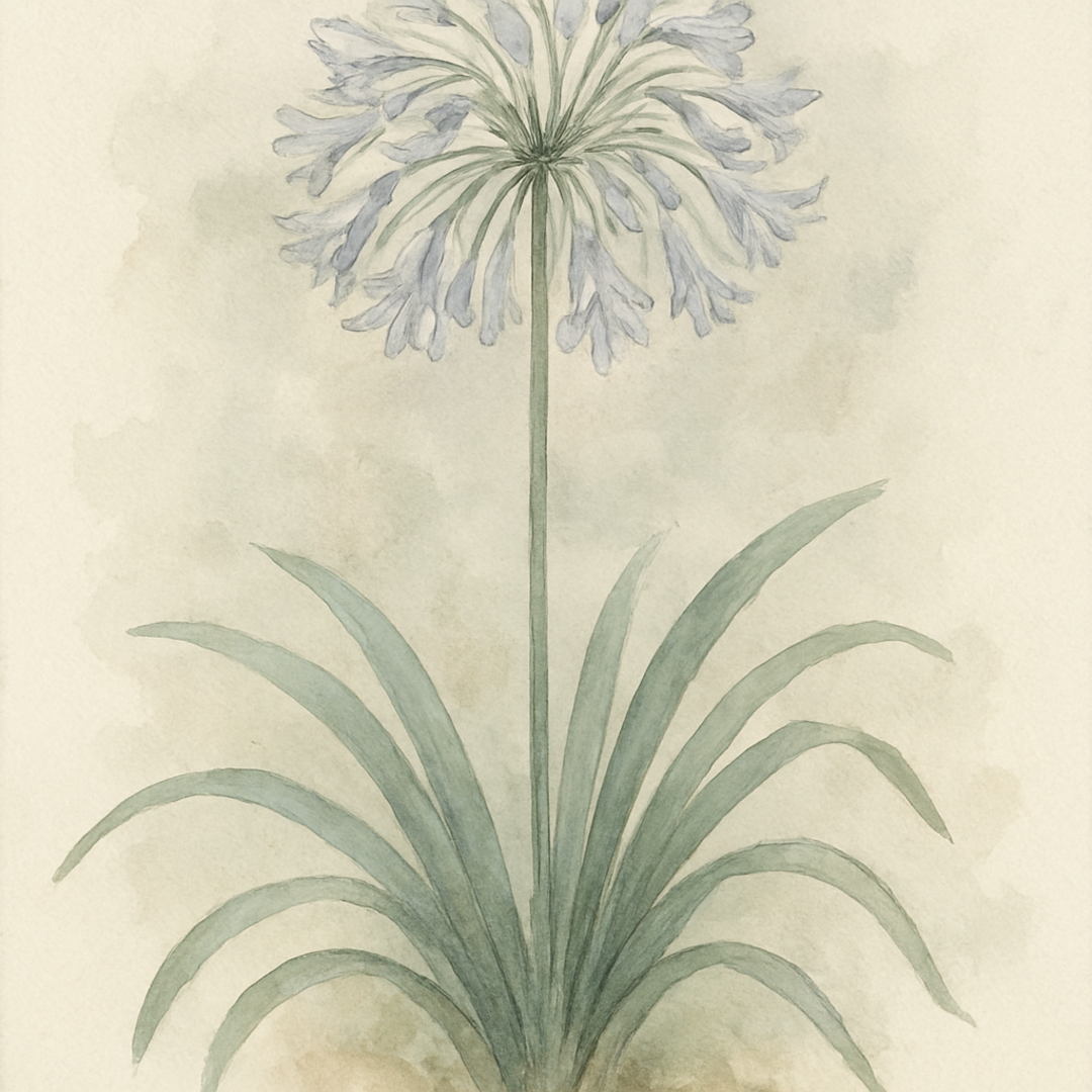 Agapanthus 'Windsor Grey'