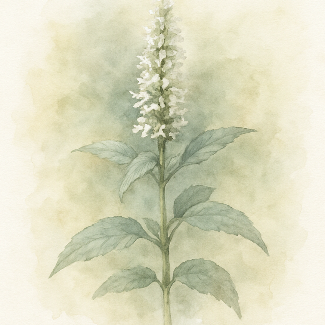 Agastache Alabaster