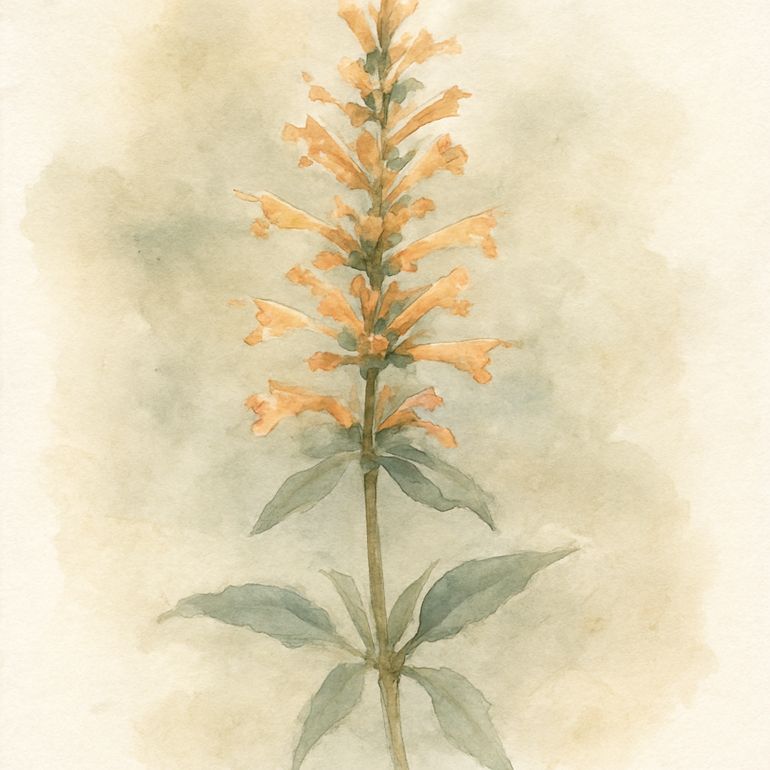 Agastache 'Apricot Sprite'