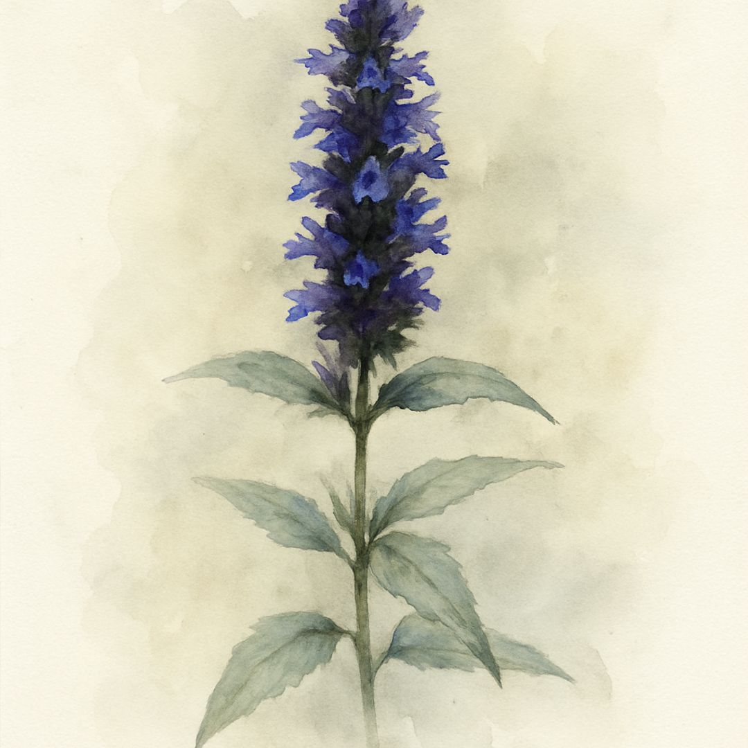 Agastache Blackadder
