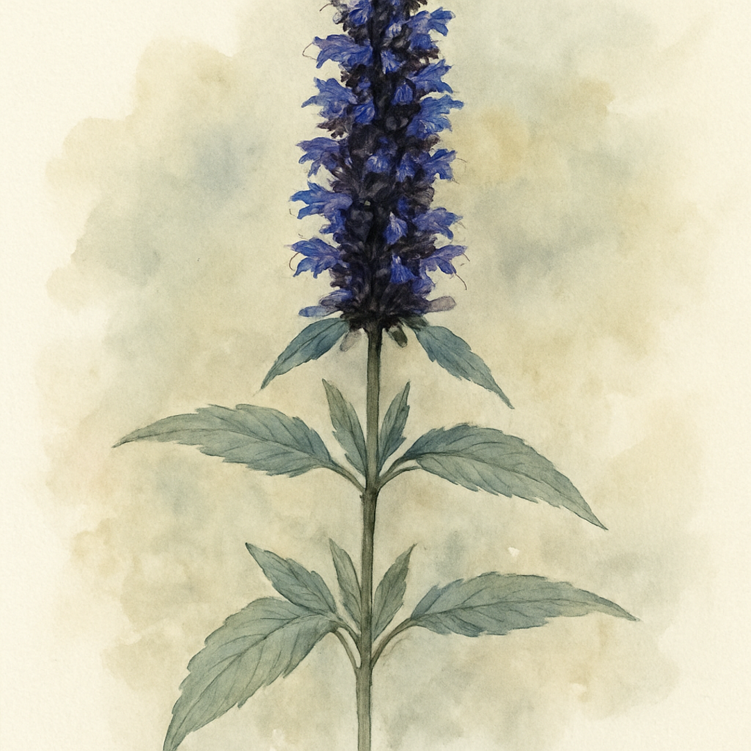 Agastache 'Blackadder'