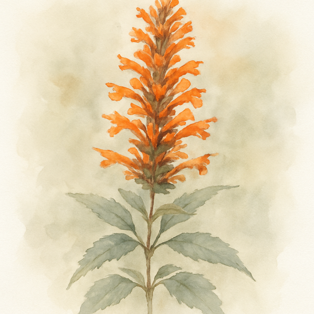 Agastache Kudos Mandarin