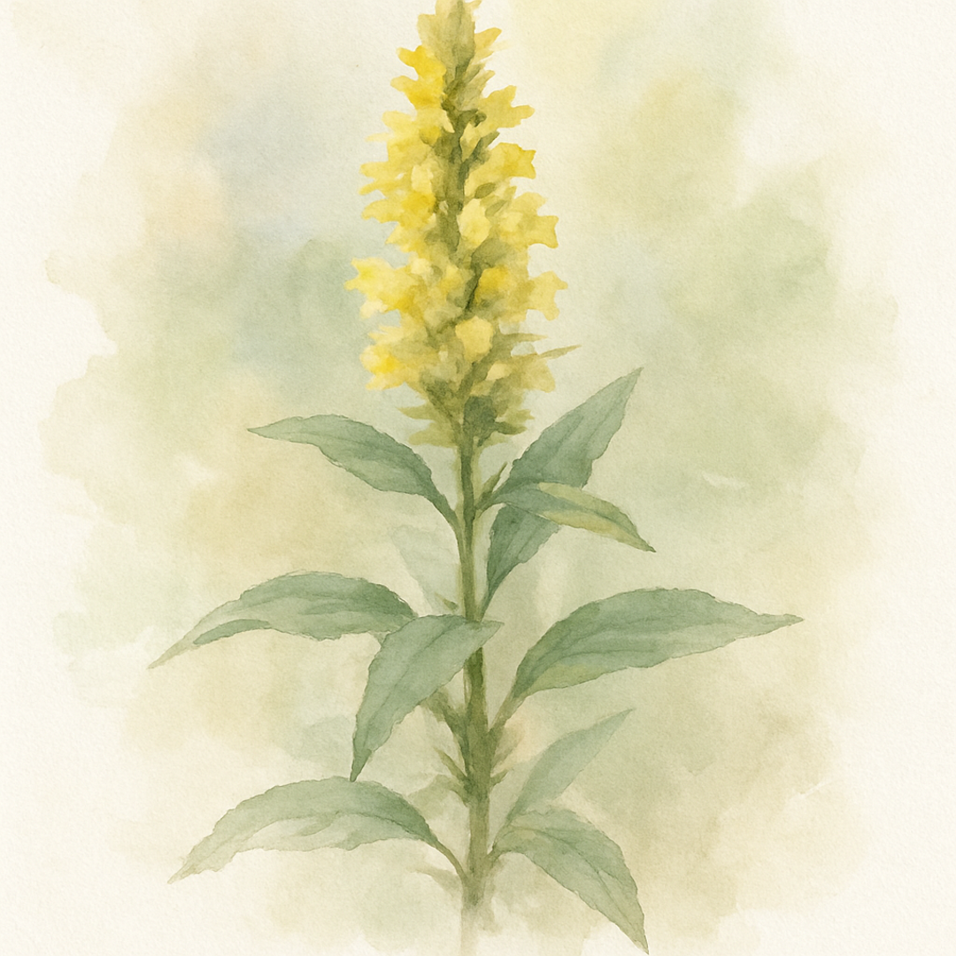 Agastache Kudos Yellow