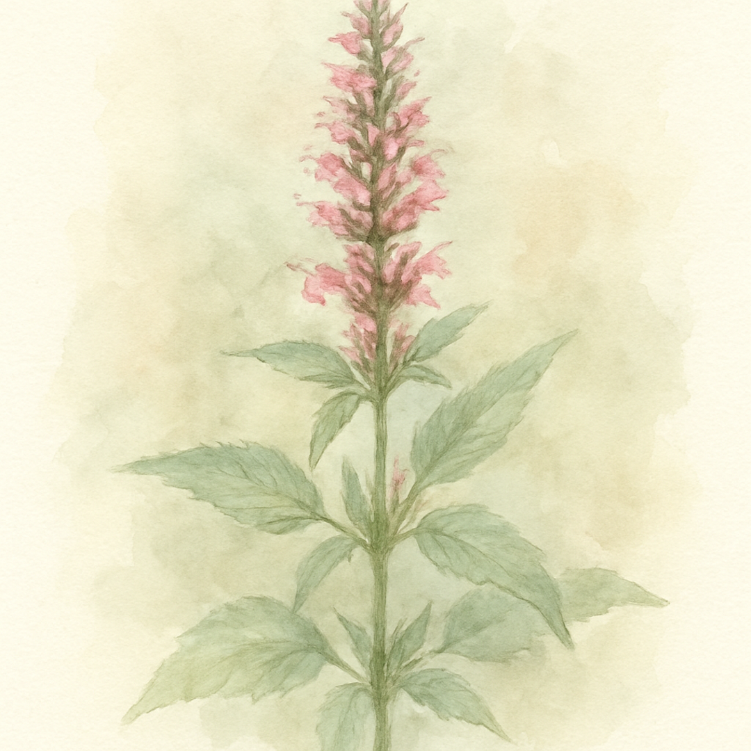 Agastache 'Rose Mint'