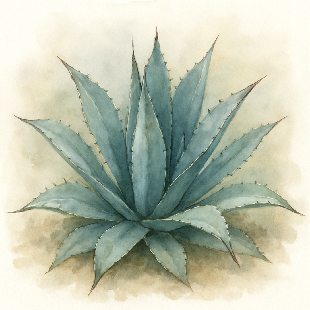 Century Plant