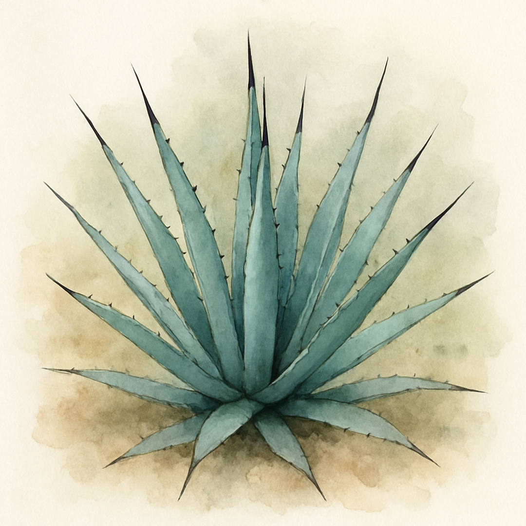 Agave macroacantha