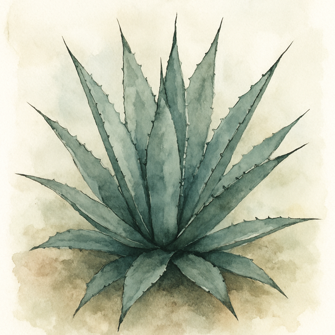 Agave Nigra Agave Asperrima