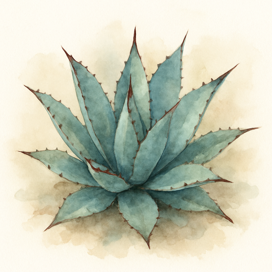 Agave vershaffeltii