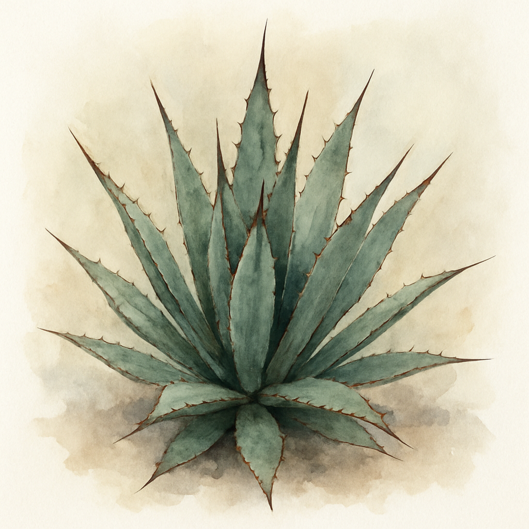 Agave x arizonica