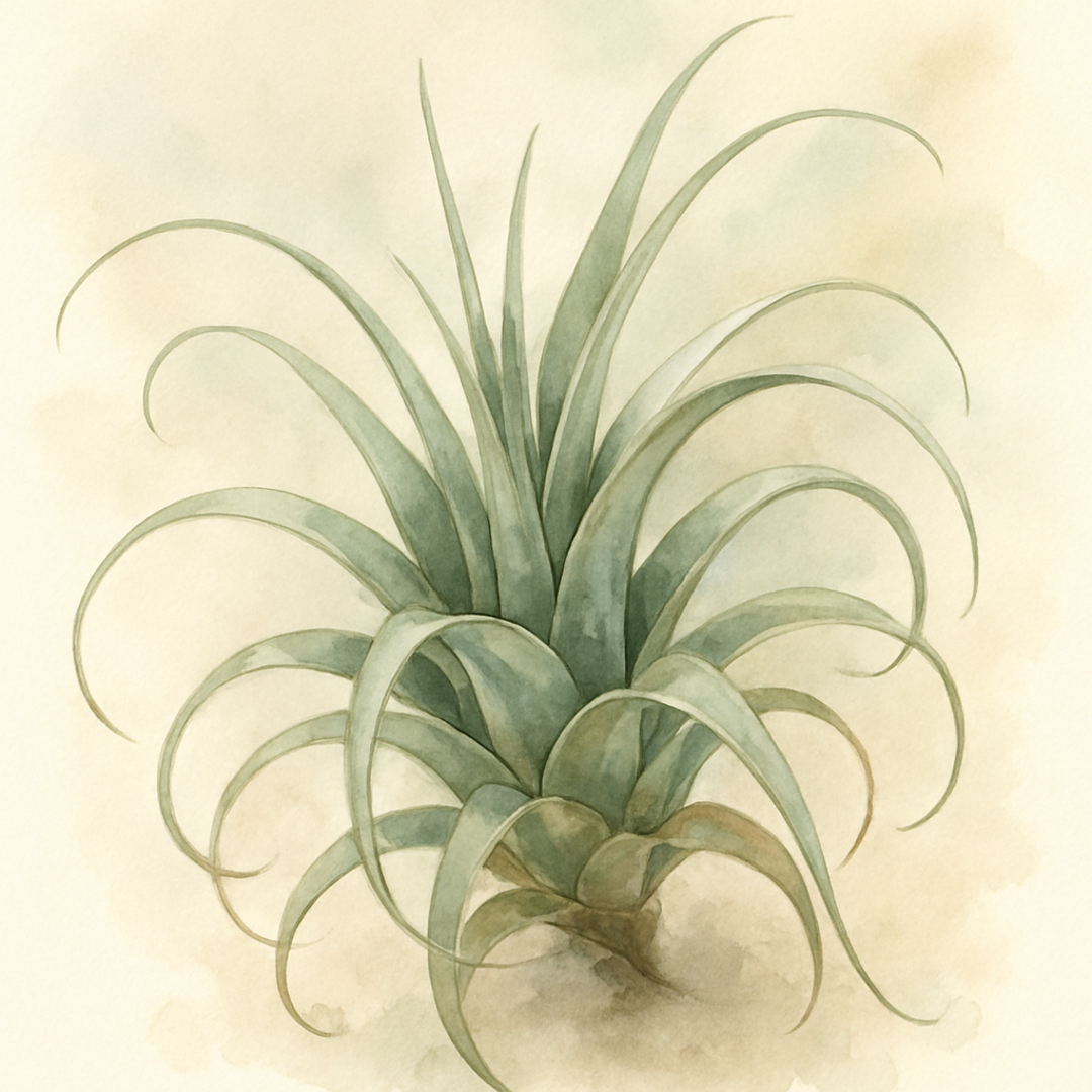 Air Plant Collection