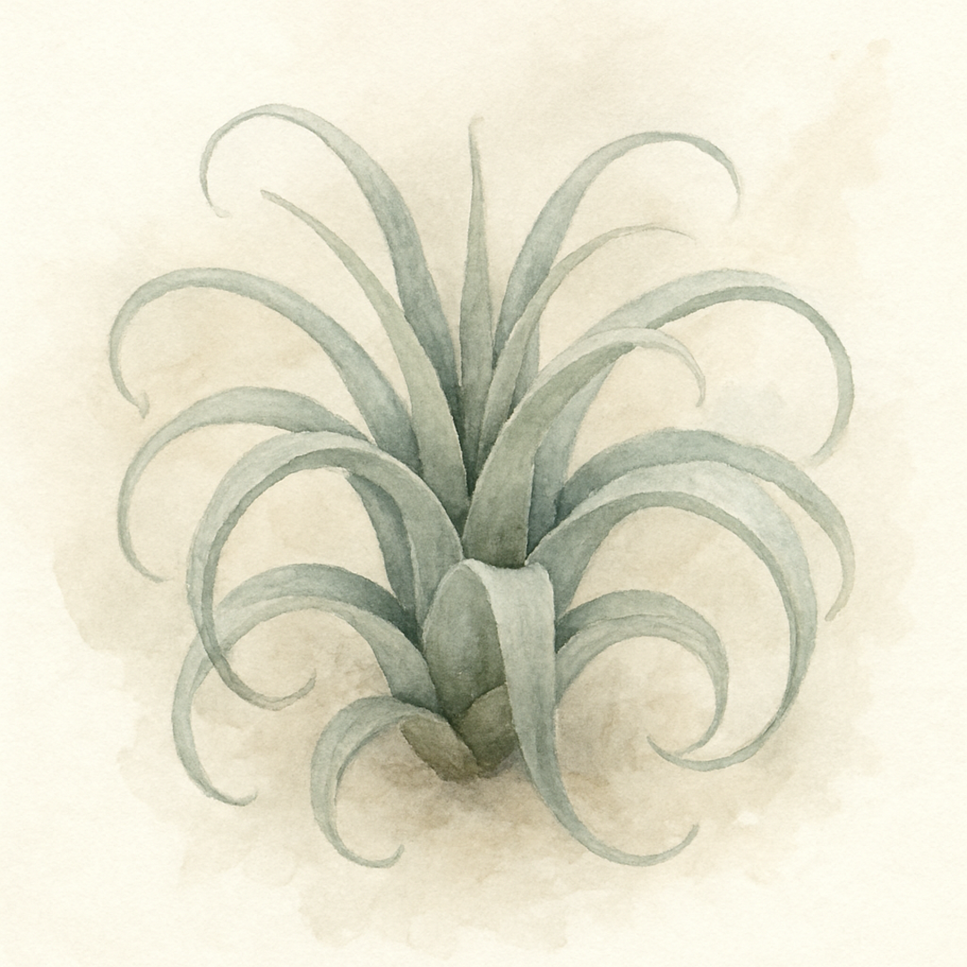 Tillandsia
