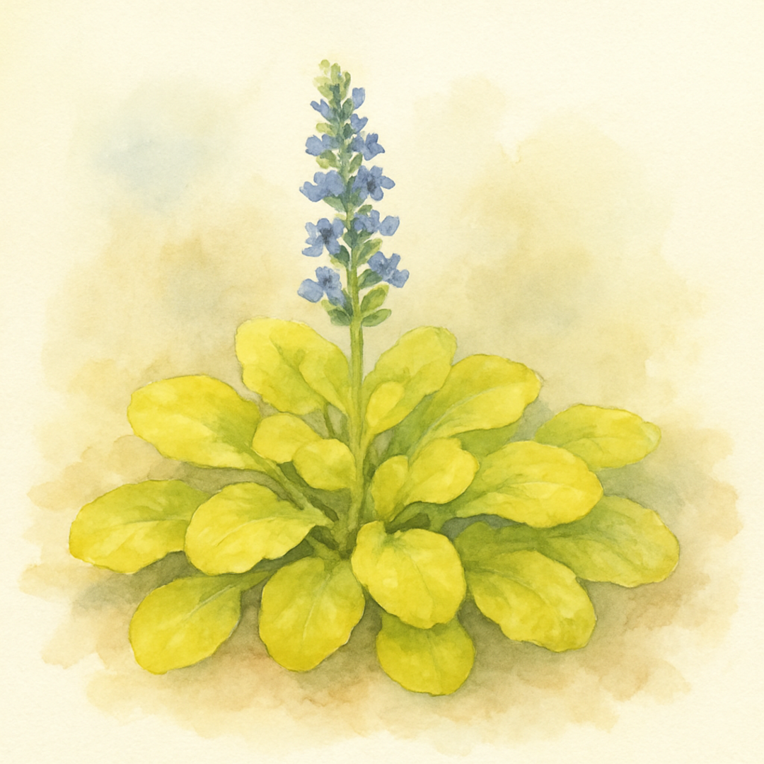 Ajuga Feathered Friends ‘Cordial Canary’
