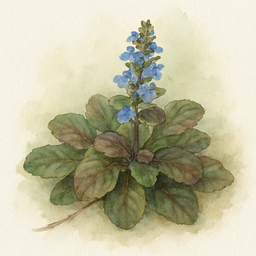 Ajuga Feathered Friends ‘Fancy Finch’