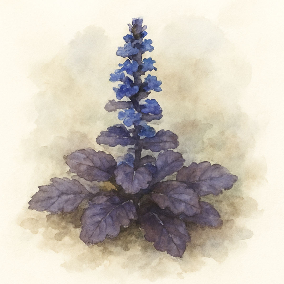 Ajuga reptans Black Scallop