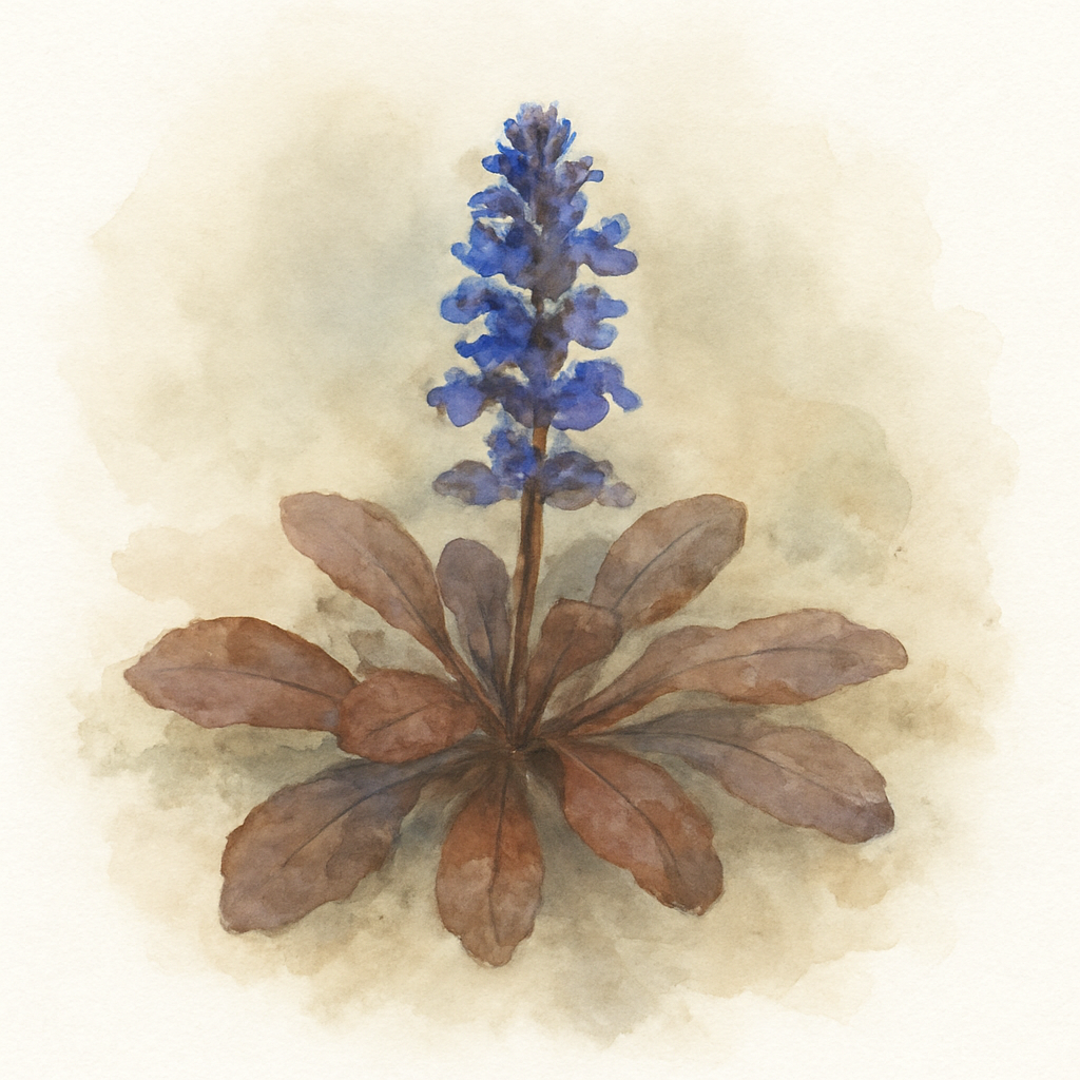 Ajuga reptans Chocolate Chip
