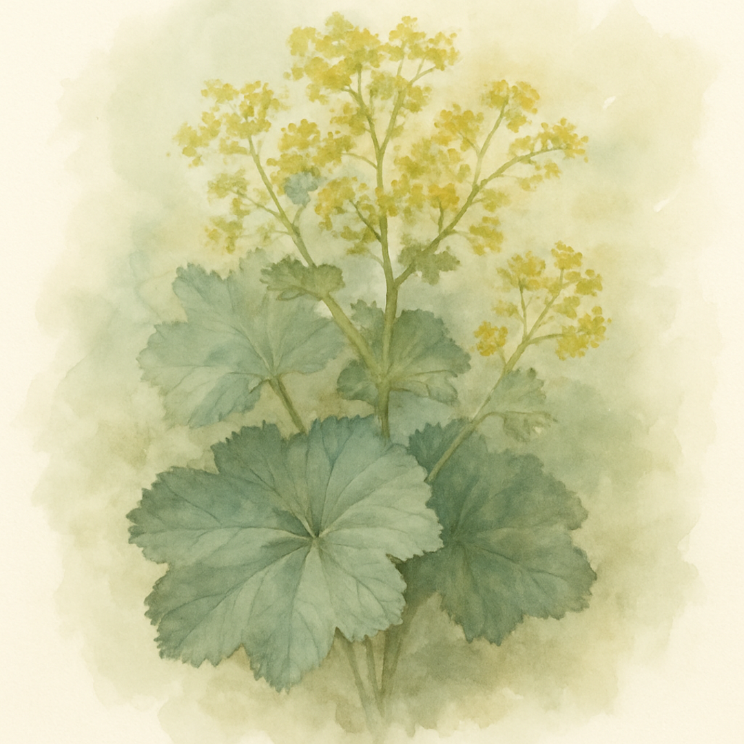 Alchemilla mollis Thriller