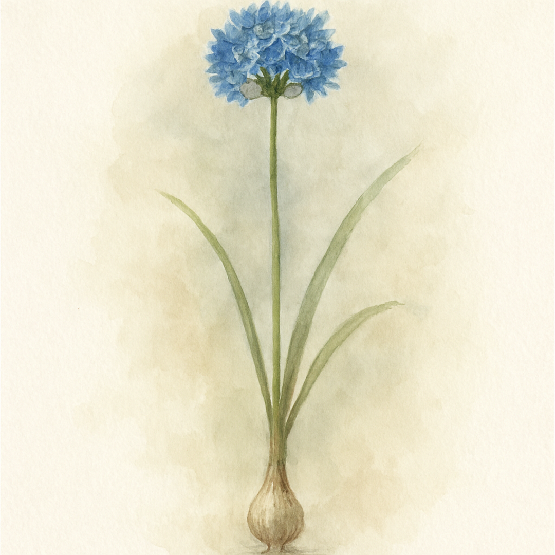 Caeruleum Ornamental Onion