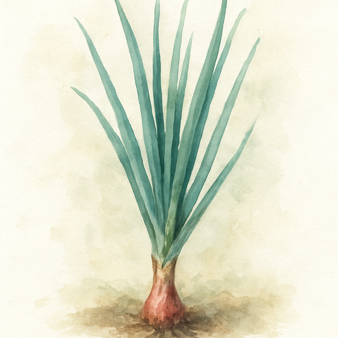 Everlasting Onion 'Perutile' (red-stemmed form)
