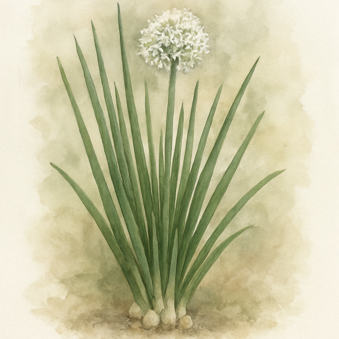 Allium cepa Everlasting Onion 'Perutile'