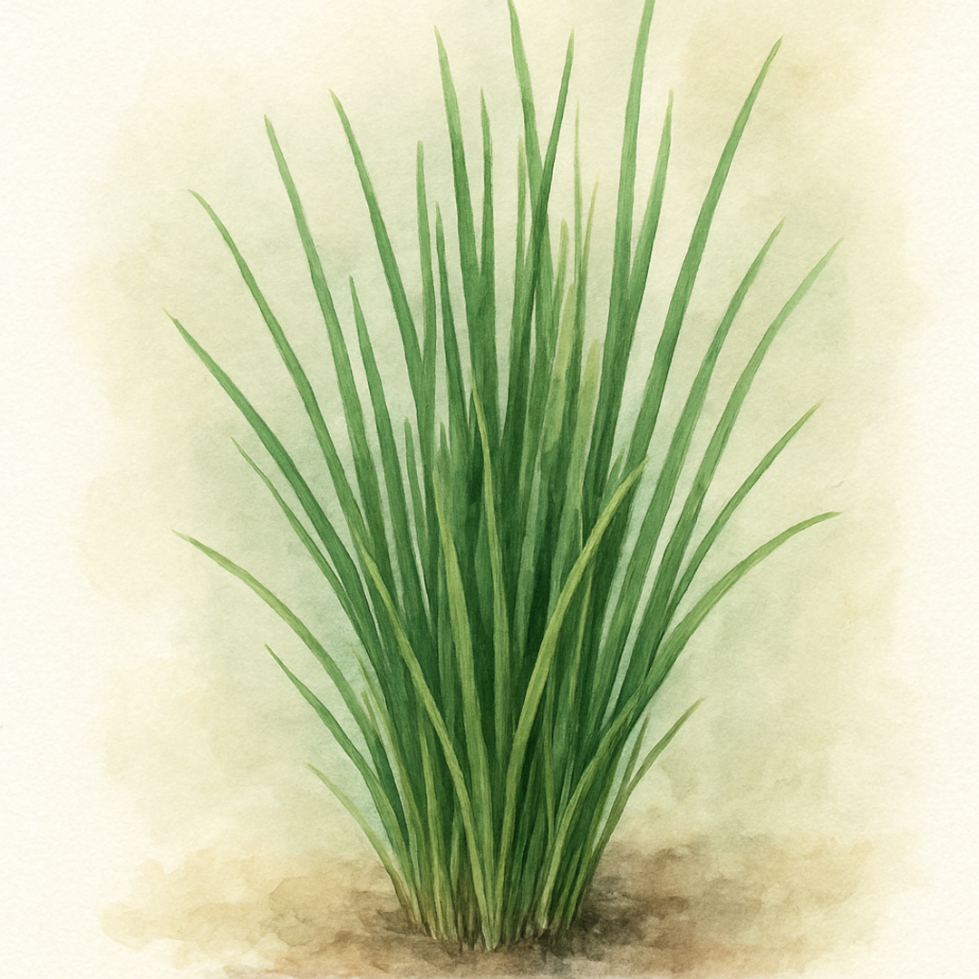 Allium fistulosum