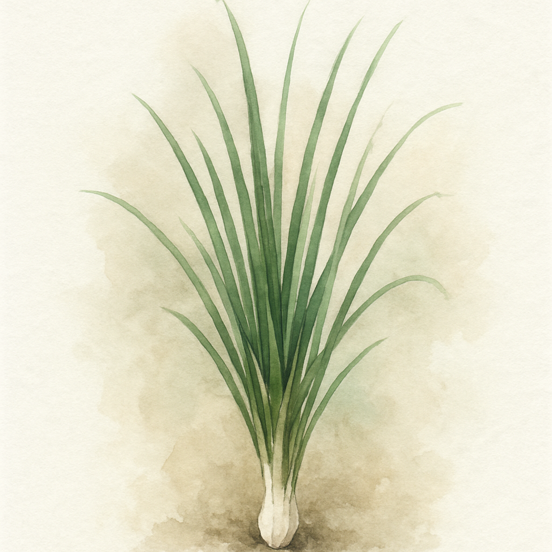 Herb Allium chinense (Rakkyo or Chinese Scallion)