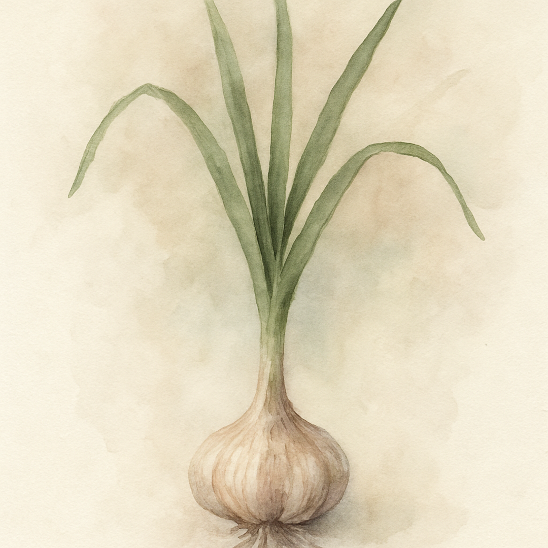 Allium sativum